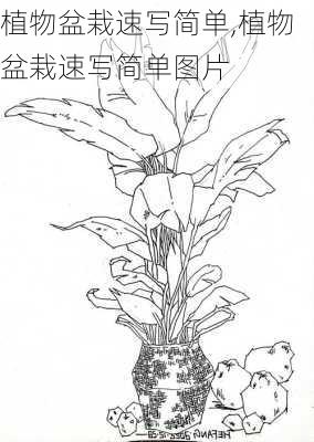 植物盆栽速写简单,植物盆栽速写简单图片