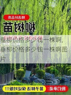 垂柳价格多少钱一株啊,垂柳价格多少钱一株啊图片