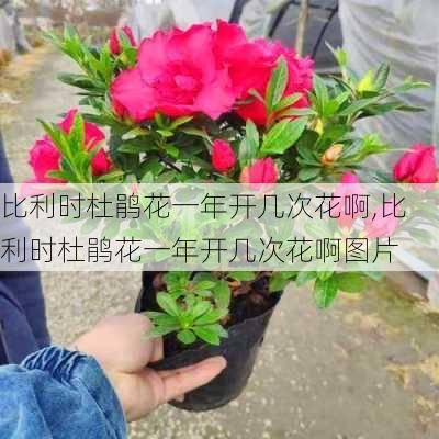 比利时杜鹃花一年开几次花啊,比利时杜鹃花一年开几次花啊图片