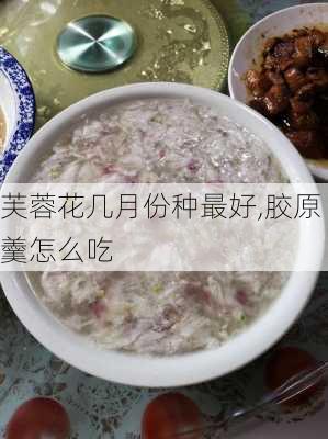 芙蓉花几月份种最好,胶原羹怎么吃