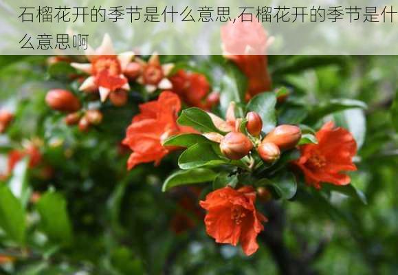 石榴花开的季节是什么意思,石榴花开的季节是什么意思啊