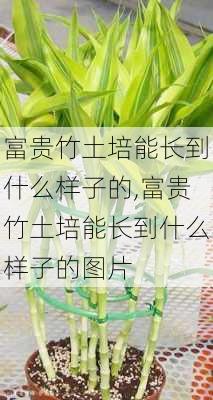 富贵竹土培能长到什么样子的,富贵竹土培能长到什么样子的图片