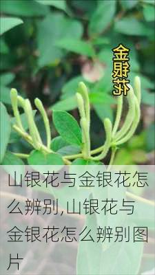 山银花与金银花怎么辨别,山银花与金银花怎么辨别图片