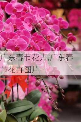 广东春节花卉,广东春节花卉图片