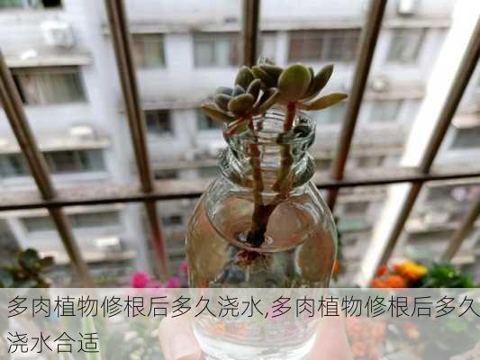 多肉植物修根后多久浇水,多肉植物修根后多久浇水合适