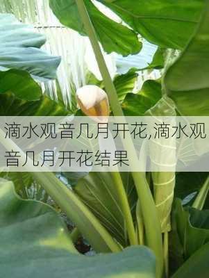 滴水观音几月开花,滴水观音几月开花结果