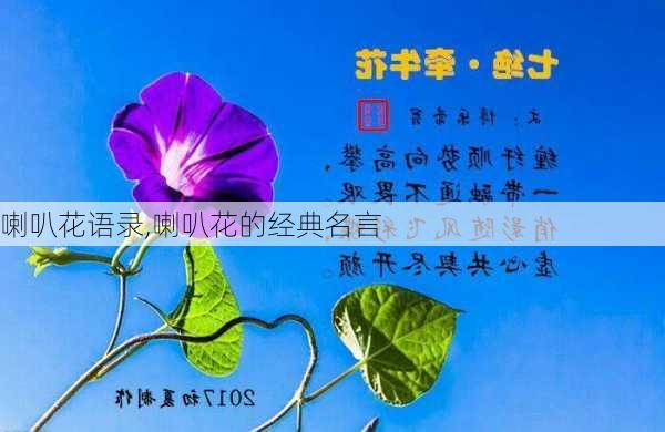 喇叭花语录,喇叭花的经典名言