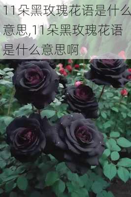 11朵黑玫瑰花语是什么意思,11朵黑玫瑰花语是什么意思啊