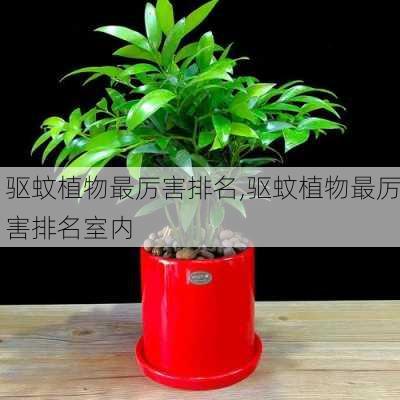 驱蚊植物最厉害排名,驱蚊植物最厉害排名室内