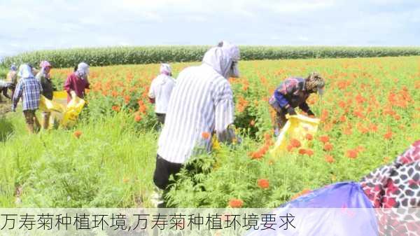 万寿菊种植环境,万寿菊种植环境要求