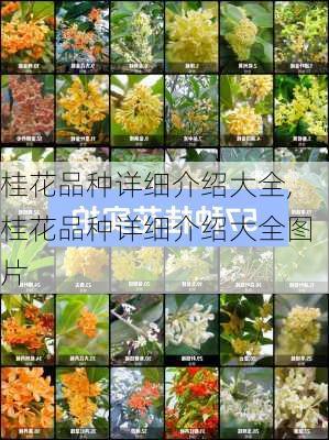 桂花品种详细介绍大全,桂花品种详细介绍大全图片