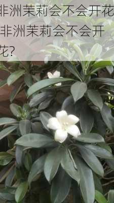 非洲茉莉会不会开花,非洲茉莉会不会开花?