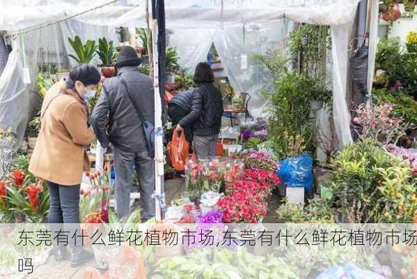 东莞有什么鲜花植物市场,东莞有什么鲜花植物市场吗