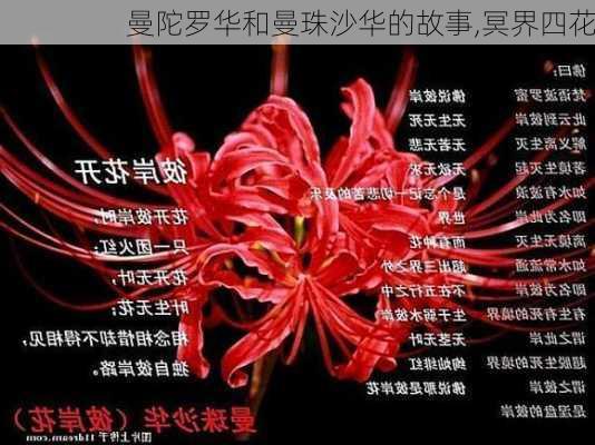 曼陀罗华和曼珠沙华的故事,冥界四花