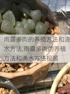 雨露多肉的养殖方法和浇水方法,雨露多肉的养殖方法和浇水方法视频