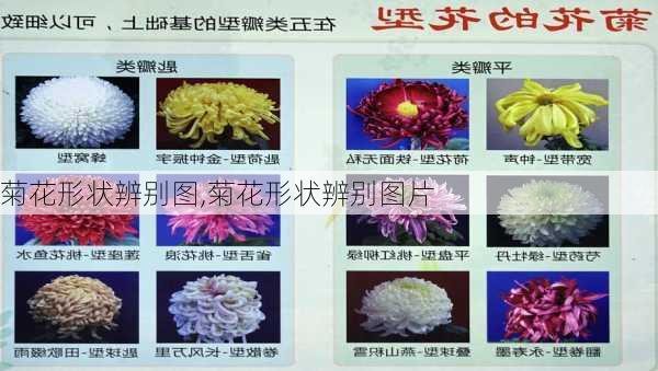 菊花形状辨别图,菊花形状辨别图片