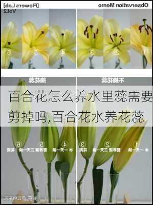 百合花怎么养水里蕊需要剪掉吗,百合花水养花蕊