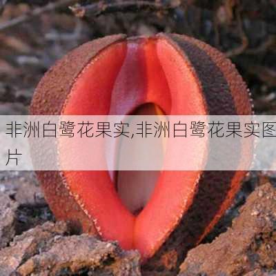 非洲白鹭花果实,非洲白鹭花果实图片