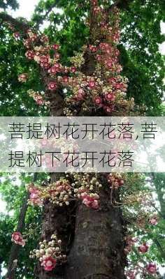 菩提树花开花落,菩提树下花开花落