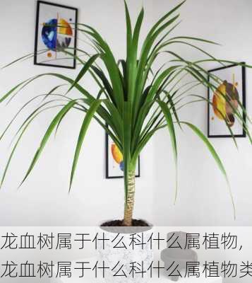 龙血树属于什么科什么属植物,龙血树属于什么科什么属植物类