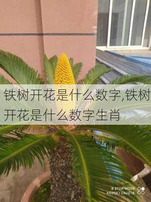 铁树开花是什么数字,铁树开花是什么数字生肖