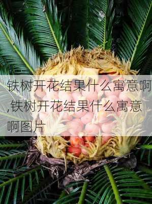 铁树开花结果什么寓意啊,铁树开花结果什么寓意啊图片