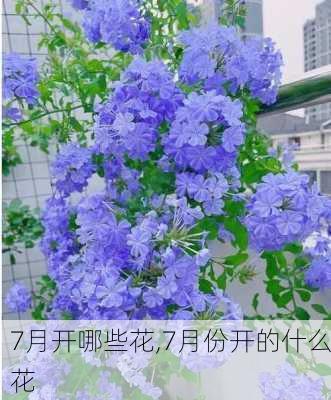 7月开哪些花,7月份开的什么花