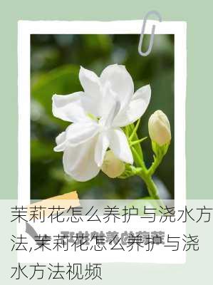 茉莉花怎么养护与浇水方法,茉莉花怎么养护与浇水方法视频