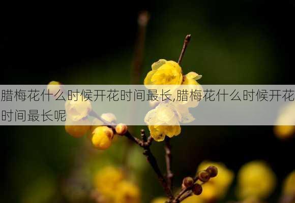 腊梅花什么时候开花时间最长,腊梅花什么时候开花时间最长呢