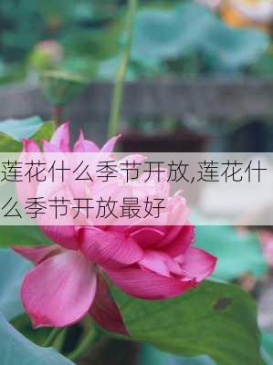 莲花什么季节开放,莲花什么季节开放最好