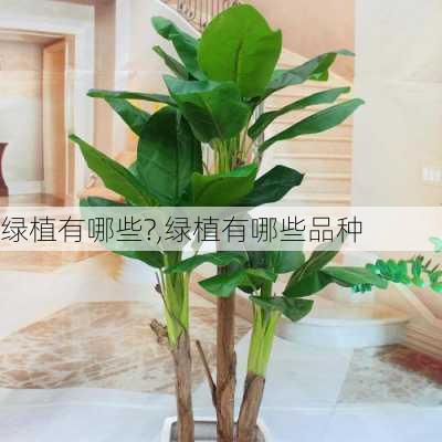 绿植有哪些?,绿植有哪些品种