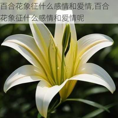 百合花象征什么感情和爱情,百合花象征什么感情和爱情呢