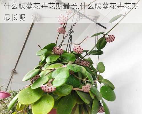 什么藤蔓花卉花期最长,什么藤蔓花卉花期最长呢