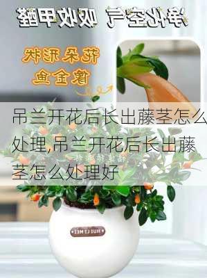 吊兰开花后长出藤茎怎么处理,吊兰开花后长出藤茎怎么处理好