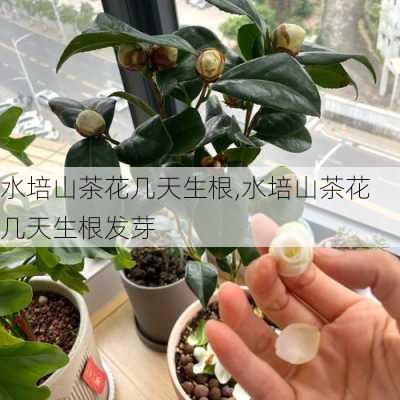 水培山茶花几天生根,水培山茶花几天生根发芽