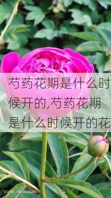 芍药花期是什么时候开的,芍药花期是什么时候开的花