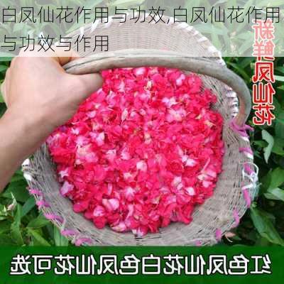 白凤仙花作用与功效,白凤仙花作用与功效与作用