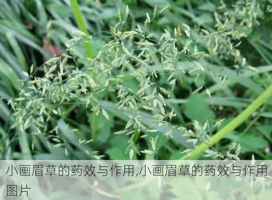 小画眉草的药效与作用,小画眉草的药效与作用图片