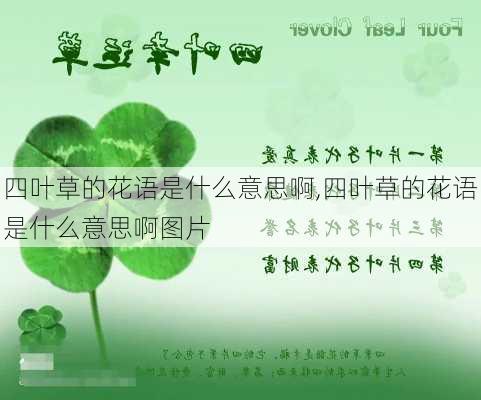 四叶草的花语是什么意思啊,四叶草的花语是什么意思啊图片