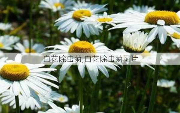 白花除虫菊,白花除虫菊图片