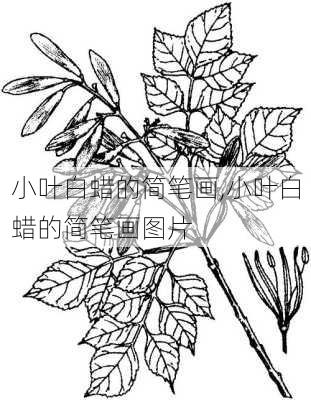 小叶白蜡的简笔画,小叶白蜡的简笔画图片