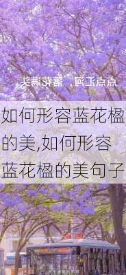 如何形容蓝花楹的美,如何形容蓝花楹的美句子