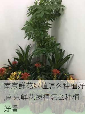 南京鲜花绿植怎么种植好,南京鲜花绿植怎么种植好看