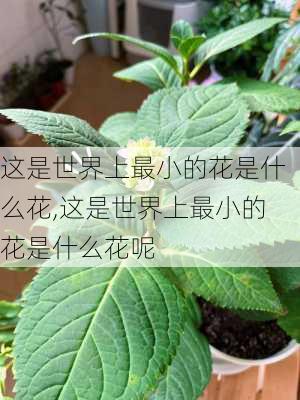 这是世界上最小的花是什么花,这是世界上最小的花是什么花呢