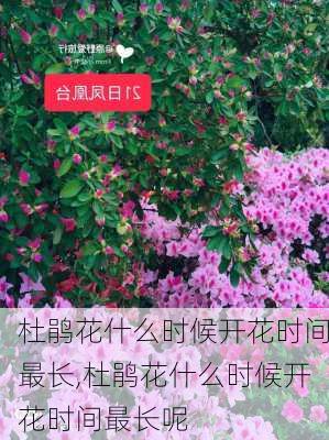 杜鹃花什么时候开花时间最长,杜鹃花什么时候开花时间最长呢