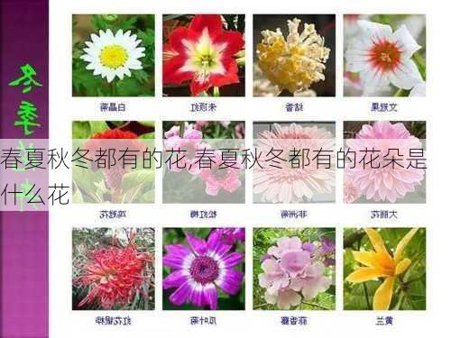 春夏秋冬都有的花,春夏秋冬都有的花朵是什么花