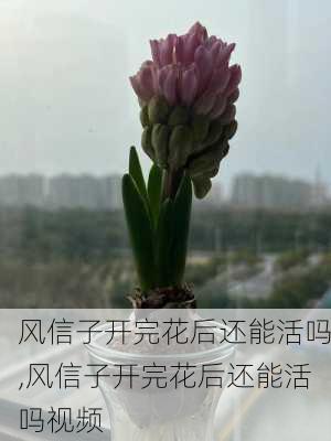 风信子开完花后还能活吗,风信子开完花后还能活吗视频