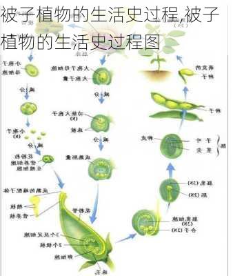 被子植物的生活史过程,被子植物的生活史过程图