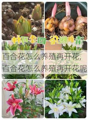 百合花怎么养殖再开花,百合花怎么养殖再开花呢