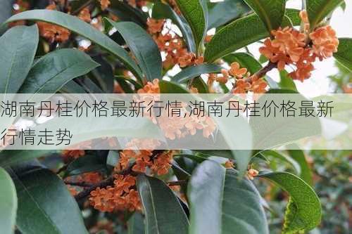 湖南丹桂价格最新行情,湖南丹桂价格最新行情走势